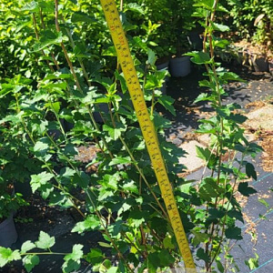 Ribes alpinum 'Schmidt' 60-80 cm 5,0L