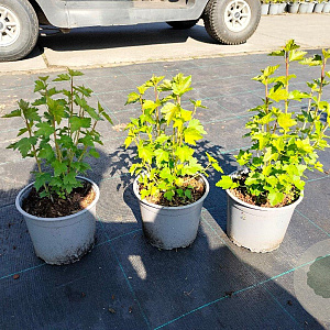 Ribes alpinum 'Schmidt' plantgoed 2,0L