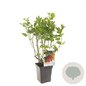 Ribes r. 'Rolan' 30-35 cm 3,0L