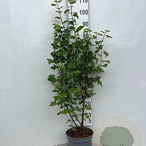 Ribes sang. 'King Edward VII' 60-80 cm 5,0L