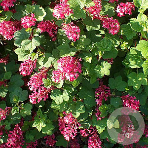 Ribes sang. 'Pulborough Scarlet' 30-35 cm 3,0L