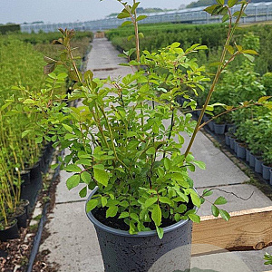 Rosa multiflora plantgoed 2,0L