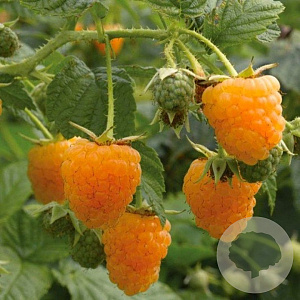 Rubus idaeus 'All Gold' 30-35 cm 3,0L