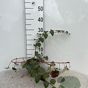 Rubus tricolor 30-40 cm C1.3