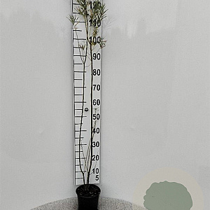 Salix fragilis 80-100 cm 2,0L