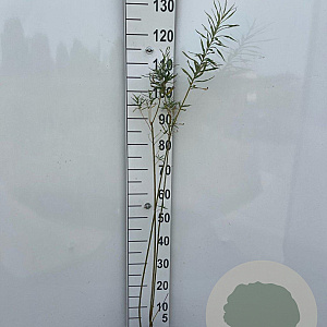 Salix fragilis 80-100 cm 2,0L