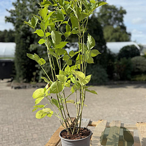 Sambucus nigra 40-60 cm 2,0L