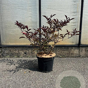 Sambucus nigra Black Beauty 50-60 cm 7,5L