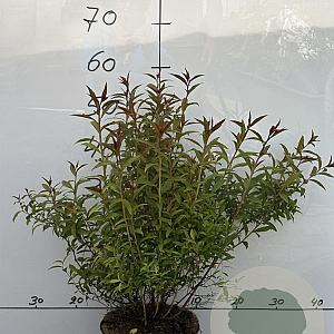 Spiraea jap. 'Anthony Waterer' 40-60 cm 5,0L