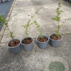 Symphoricarpos d. 'Magic Berry' 20-30 cm 2,0L