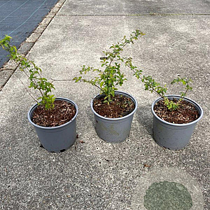 Symphoricarpos d. 'Magic Berry' 20-30 cm 2,0L