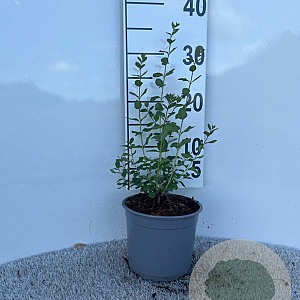 Symphoricarpos d. 'White Hedge' 20-30 cm 2,0L