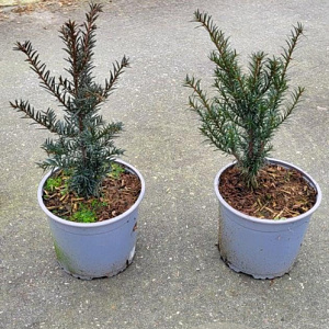 Taxus baccata 20-25 cm 2,0L