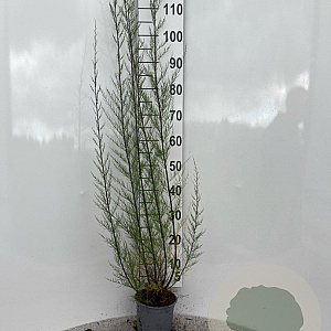 Tamarix tetrandra 100-125 cm 2,0L