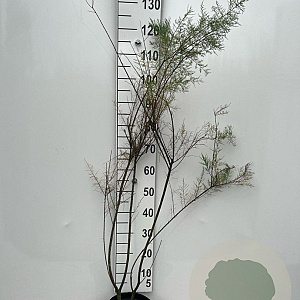Tamarix tetrandra 100-125 cm 5,0L