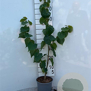 Tilia cordata 40-60 cm 2,0L