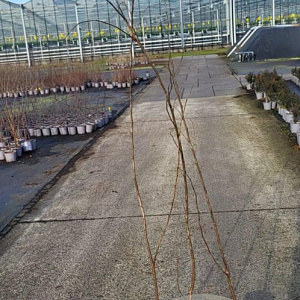 Ulmus glabra 150-175 cm 2,0L
