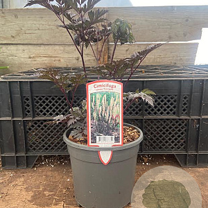 Actaea simp. 'Pink Spike' GM 2,0L