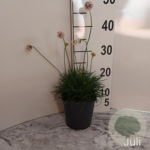 Armeria mar. 'Alba' GM 2,0L