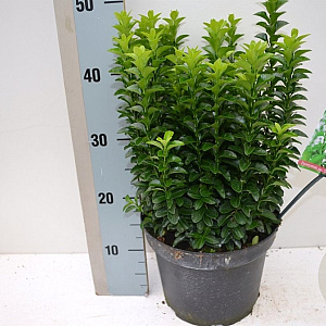 Euonymus jap. 'Green Rocket' 30-35 cm 2,0L