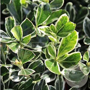 Euonymus jap. 'Susan' 20-25 cm 2,0L