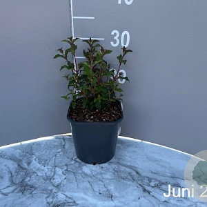 Fuchsia 'Riccartonii' GM 2,0L