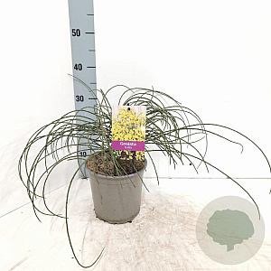 Genista lydia 30-40 cm 2,0L