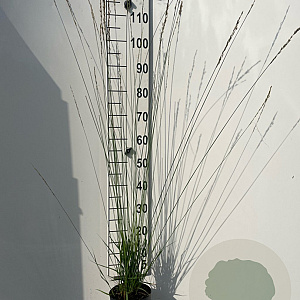 Molinia caerulea 'Heidebraut' GM 2,0L