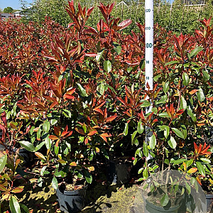 Photinia fraseri 'Red Robin' 100-125 cm 10L