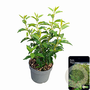 Prunus l. 'Angustifolia' 20-30 cm 2,0L