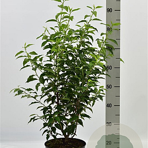 Prunus l. 'Angustifolia' 60-80 cm 5,0L