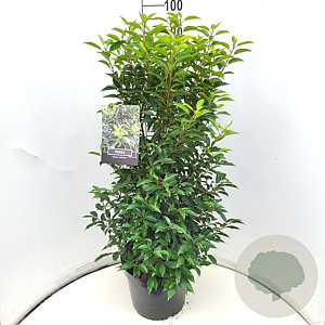 Prunus l. 'Angustifolia' 80-100 cm 10L