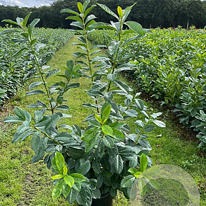 Prunus l. 'Novita' 125-150 cm 15L