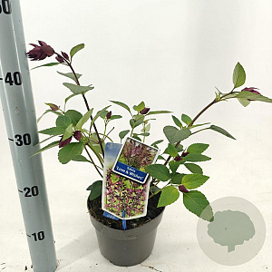 Salvia Love and Wishes 30-40 cm 2,0L
