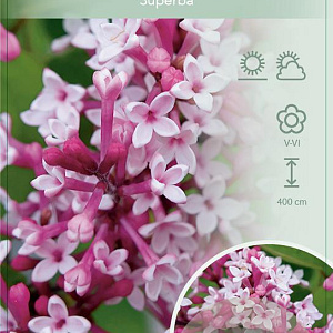 Syringa microphylla 'Superba' 80-100 cm 10L