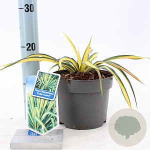 Yucca filamentosa 'Color Guard' 20-30 cm 2,0L