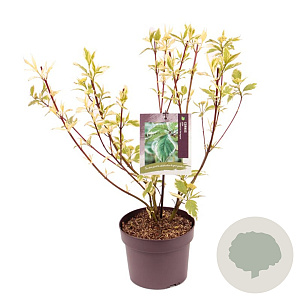 Cornus alba 'Sibirica Variegata' 40-60 cm 3,0L