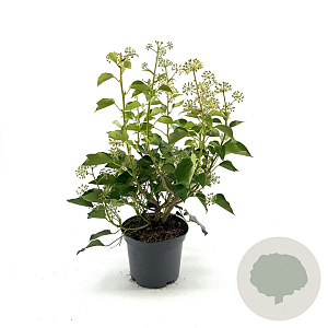 Hedera hel. 'Arborescens' 30-35 cm 3,0L