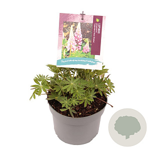 Lupinus p. 'Lupini Pink Shades' GM 2,0L