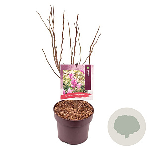Magnolia 'Susan' 50-60 cm 5,0L