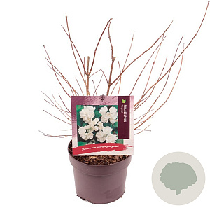 Philadelphus 'Virginal' 30-40 cm 3,0L