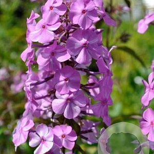 Phlox (M) 'Alpha' GM P9 BIO