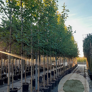 Acer freemanii 'Celzam' 12-14 HO container