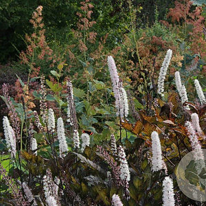 Actaea simp. 'Brunette' GM P9 BIO