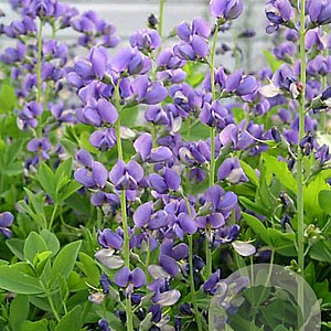 Baptisia australis GM P9 BIO