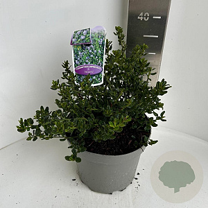 Ceanothus impressus 'Victoria' 30-40 cm 5,0L