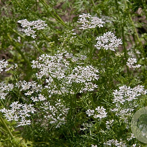 Coriandrum sativum GM P13 Biologisch