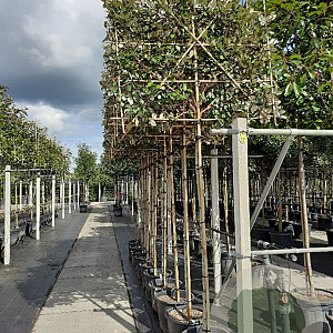 Elaeagnus ebb. 'Compacta' 10-12 HO container 180 cm stam leiboom