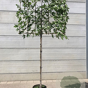 Liquidambar s. 'Worplesdon' 10-12 HO container 180 cm stam leiboom
