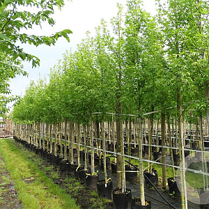 Liquidambar s. 'Worplesdon' 12-14 HO container